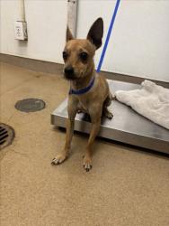 Shelter Stray Male Dog last seen LEBANON ST/NEVADA, 16 Barnes Ct, Hayward, CA 94544, USA