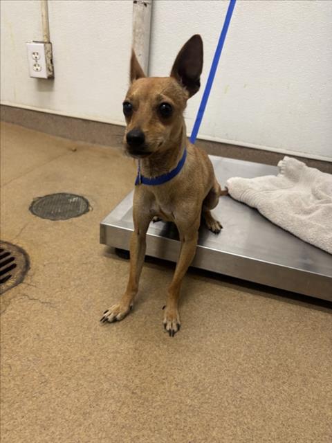 Shelter Stray Male Dog last seen LEBANON ST/NEVADA, 16 Barnes Ct, Hayward, CA 94544, USA
