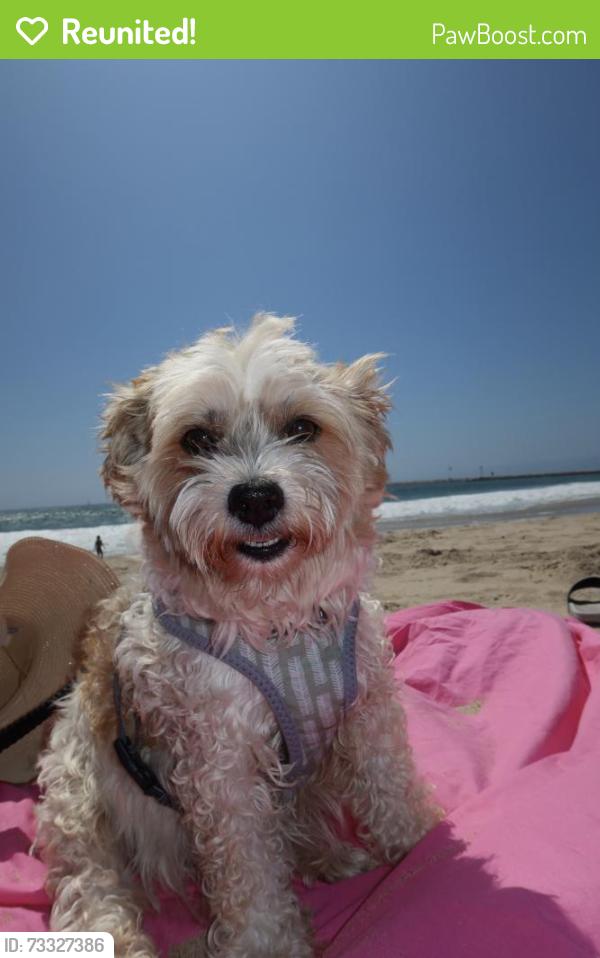 Reunited Male Dog last seen 54th and Gramercy, Los Angeles, CA 90062