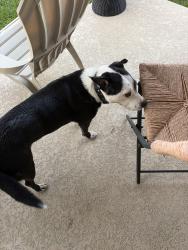 Found/Stray Female Dog last seen Escondido Dr Magnolia, TX 77354 United States, Magnolia, TX 77353