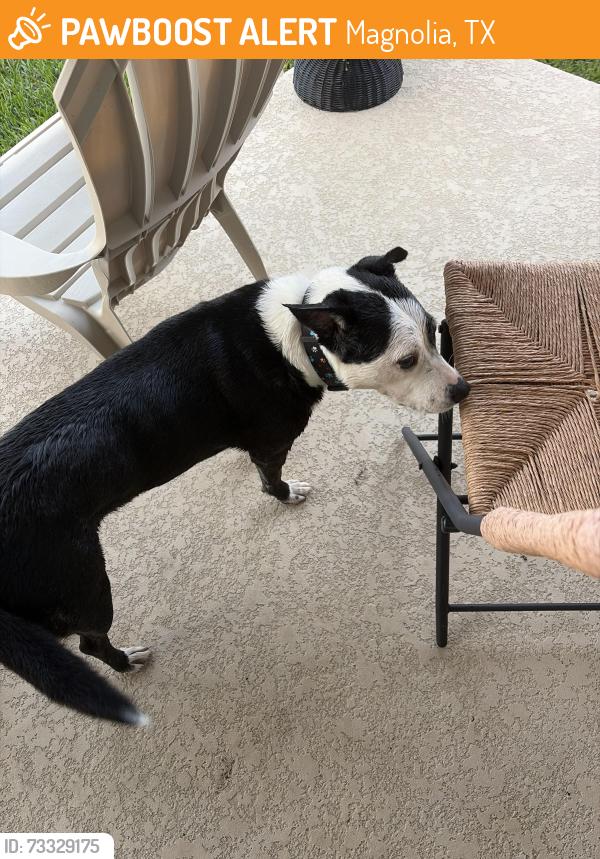 Found/Stray Female Dog last seen Escondido Dr Magnolia, TX 77354 United States, Magnolia, TX 77353