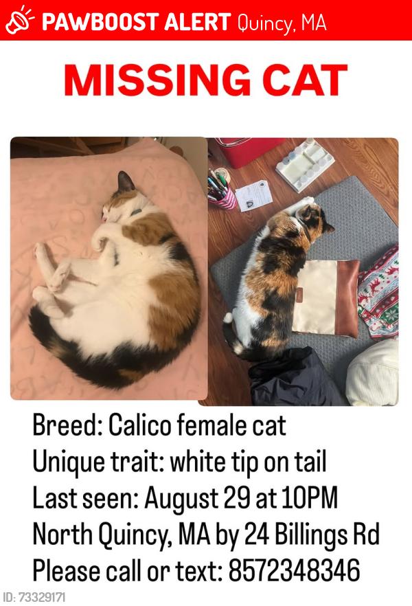 Lost Female Cat last seen Billings Road intersection with Hancock and Holmes Streets, Quincy, MA 02171