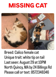 Lost Female Cat last seen Billings Road intersection with Hancock and Holmes Streets, Quincy, MA 02171