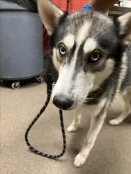 Shelter Stray Male Dog last seen Near BLOCK S SANTA FE AVE, WICHITA KS 67216, 3303 N Hillside St, Wichita, KS 67219, USA