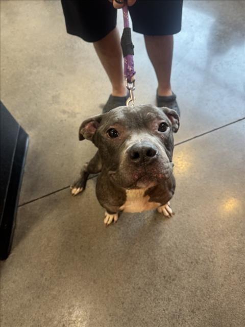 Shelter Stray Male Dog last seen Near BLOCK S LAURA AVE, WICHITA KS 67211, 3303 N Hillside St, Wichita, KS 67219, USA