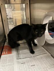 Shelter Stray Unknown Cat last seen Near BLOCK N BUCKNER AVE, DERBY KS 67037, 3303 N Hillside St, Wichita, KS 67219, USA