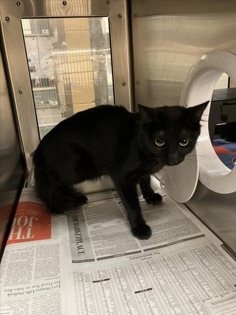 Shelter Stray Unknown Cat last seen Near BLOCK N BUCKNER AVE, DERBY KS 67037, 3303 N Hillside St, Wichita, KS 67219, USA