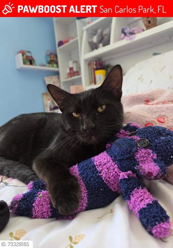 Lost Male Cat last seen San Carlos park, San Carlos Park, FL 33967