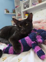 Lost Male Cat last seen San Carlos park, San Carlos Park, FL 33967