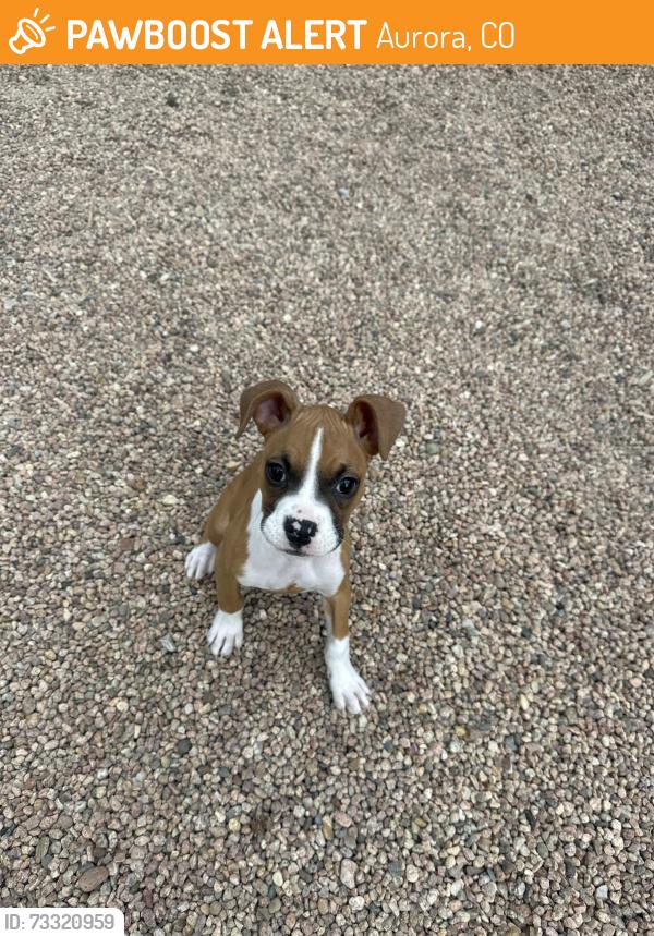 Found/Stray Unknown Dog last seen Tower & hampden, Aurora, CO 80014