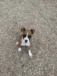Found/Stray Unknown Dog last seen Tower & hampden, Aurora, CO 80014