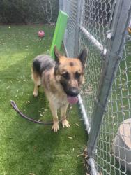 Shelter Stray Male Dog last seen , 1850 W 60th St, Los Angeles, CA 90047, USA