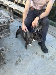 Reunited Male Dog last seen Wilshire/St.Paul, Los Angeles, CA 90017