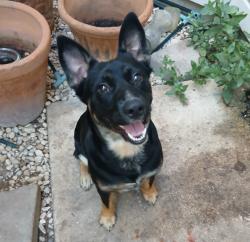 Found/Stray Male Dog last seen Gus Eckert & Fredericksburg Rd, San Antonio, TX 78207