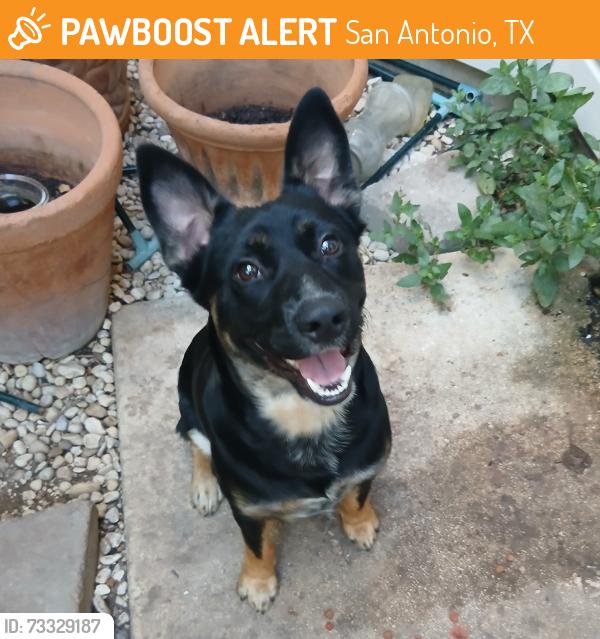 Found/Stray Male Dog last seen Gus Eckert & Fredericksburg Rd, San Antonio, TX 78207