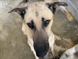 Shelter Stray Male Dog last seen , 1850 W 60th St, Los Angeles, CA 90047, USA
