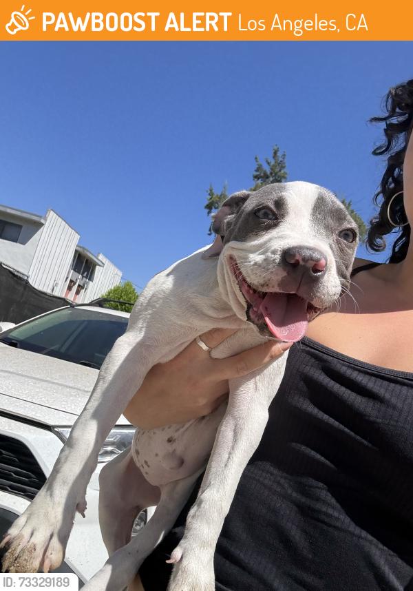 Found/Stray Female Dog last seen Moorpark and Vineland, Los Angeles, CA 91602