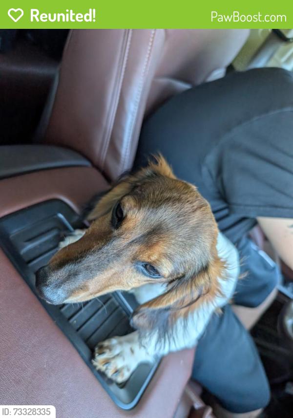 Reunited Male Dog last seen Near chasewood Court, Granite Falls, NC 28630