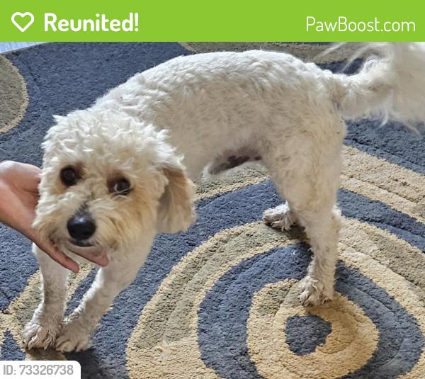 Reunited Male Dog last seen Coffee Mill, San Antonio, TX 78252