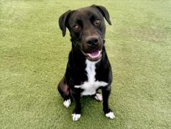 Shelter Stray Male Dog last seen , 11361 W Pico Blvd, Los Angeles, CA 90064, USA
