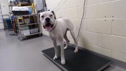 Shelter Stray Male Dog last seen Near BLOCK E ILIFF AVE, AURORA CO, 80013, 1241 W Bayaud Ave, Denver, CO 80223, USA