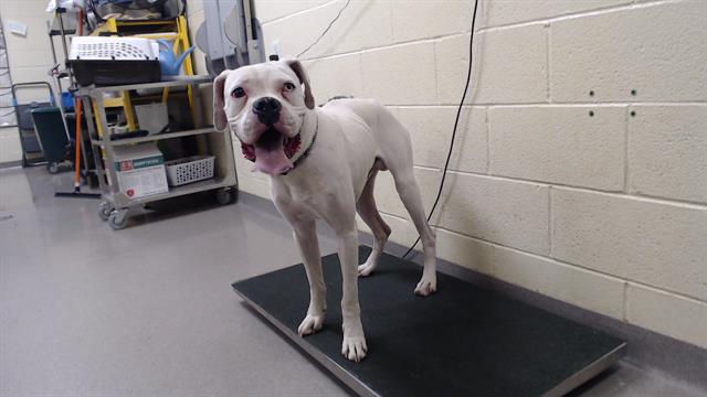 Shelter Stray Male Dog last seen Near BLOCK E ILIFF AVE, AURORA CO, 80013, 1241 W Bayaud Ave, Denver, CO 80223, USA