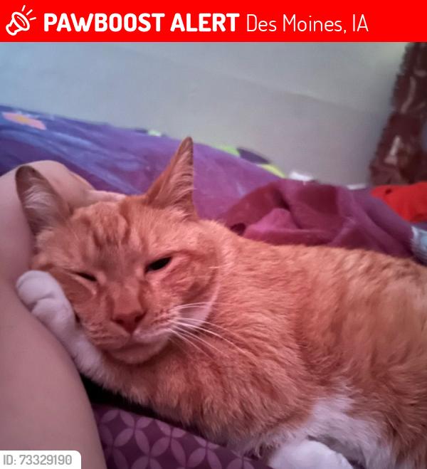 Lost Female Cat last seen Aurora Avenue, Des Moines, IA 50310
