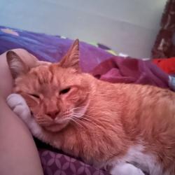 Lost Female Cat last seen Aurora Avenue, Des Moines, IA 50310