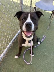 Shelter Stray Male Dog last seen , 11361 W Pico Blvd, Los Angeles, CA 90064, USA