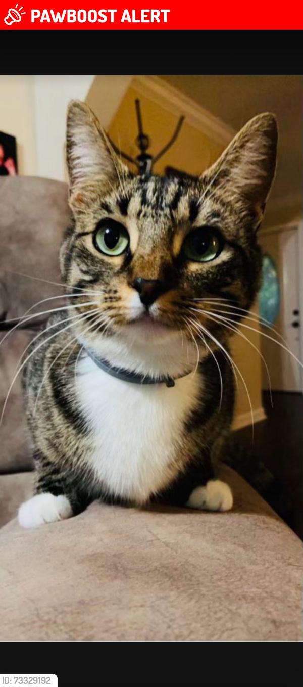 Lost Female Cat last seen Mill Creek Rd / Babb Rd / Hurricane Rd / Coley Rd, Whitfield County, GA 30740
