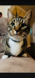 Lost Female Cat last seen Mill Creek Rd / Babb Rd / Hurricane Rd / Coley Rd, Whitfield County, GA 30740