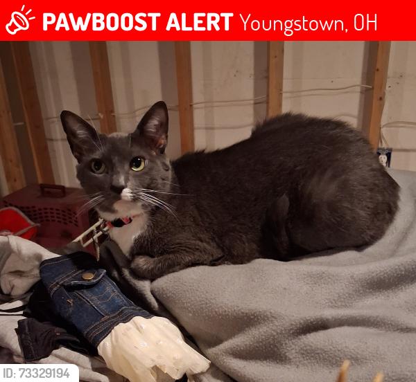 Lost Female Cat last seen Kirk rd, Youngstown, OH 44511