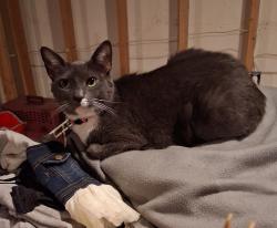 Lost Female Cat last seen Kirk rd, Youngstown, OH 44511