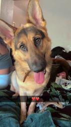 Reunited Female Dog last seen Running towards las palmas park, San Fernando, CA 91341