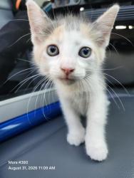 Shelter Stray Female Cat last seen Near BLOCK FLYNN DR 515, 4710 TX-151, San Antonio, TX 78227, USA