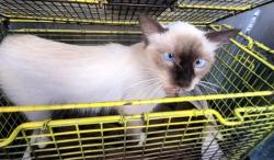 Shelter Stray Female Cat last seen Near BLOCK GATEWAY, 4710 TX-151, San Antonio, TX 78227, USA