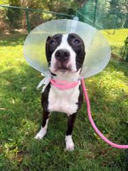 Shelter Stray Female Dog last seen OFALLON, 4850 Mid Rivers Mall Dr, St Peters, MO 63376, USA