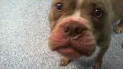 Shelter Stray Female Dog last seen CHARLOTTE, 8315 Byrum Dr, Charlotte, NC 28217, USA