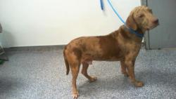Shelter Stray Male Dog last seen CHARLOTTE, 8315 Byrum Dr, Charlotte, NC 28217, USA