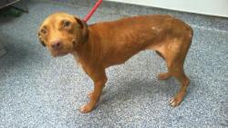 Shelter Stray Female Dog last seen CHARLOTTE, 8315 Byrum Dr, Charlotte, NC 28217, USA
