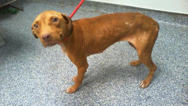 Shelter Stray Female Dog last seen CHARLOTTE, 8315 Byrum Dr, Charlotte, NC 28217, USA