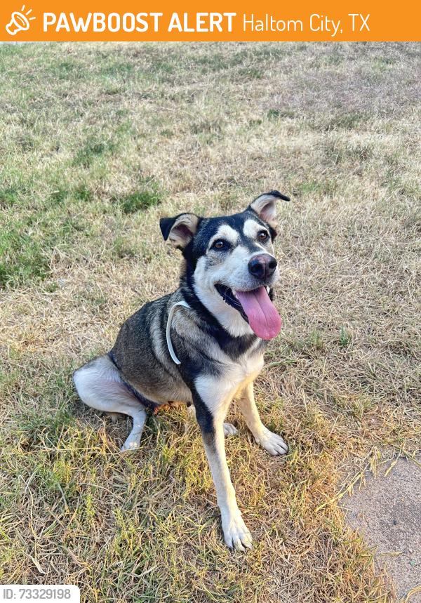 Found/Stray Female Dog last seen Palmer Dr and Denton highway near Griggs High School, Haltom City, TX 76117