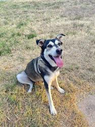 Found/Stray Female Dog last seen Palmer Dr and Denton highway near Griggs High School, Haltom City, TX 76117