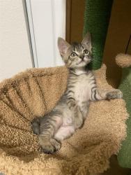 Shelter Stray Male Cat last seen BRADSHAW RD/GOETHE RD, 95827, 3839 Bradshaw Rd, Sacramento, CA 95827, USA