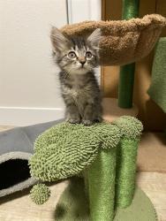 Shelter Stray Female Cat last seen BRADSHAW RD/GOETHE RD, 95827, 3839 Bradshaw Rd, Sacramento, CA 95827, USA