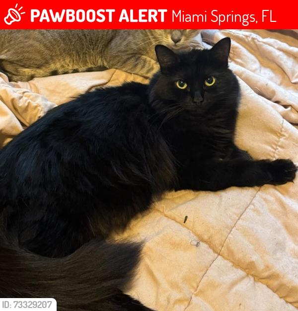 Lost Female Cat last seen Near Minola Drive, Miami Springs, FL 33166