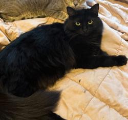 Lost Female Cat last seen Near Minola Drive, Miami Springs, FL 33166