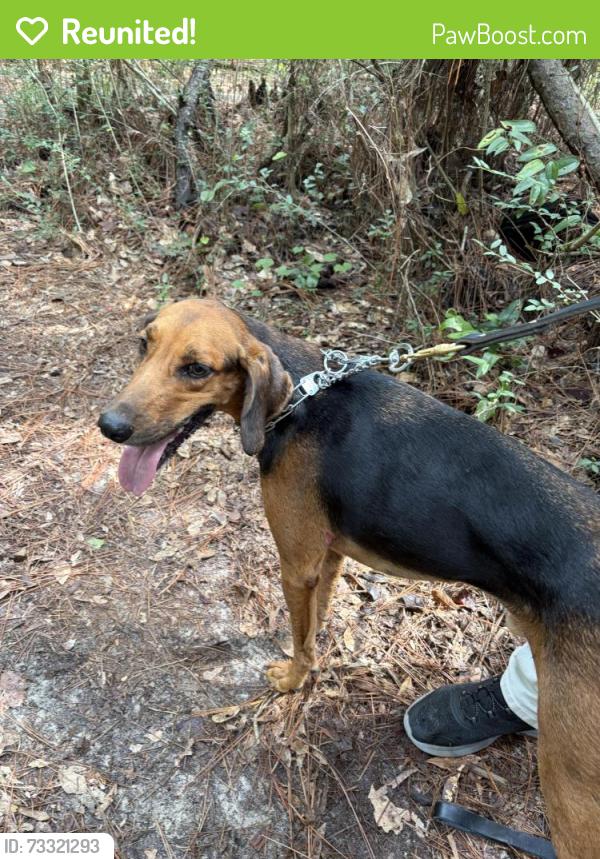 Reunited Male Dog last seen Near University Pkwy Pensacola, FL 32514 United States, Pensacola, FL 32514