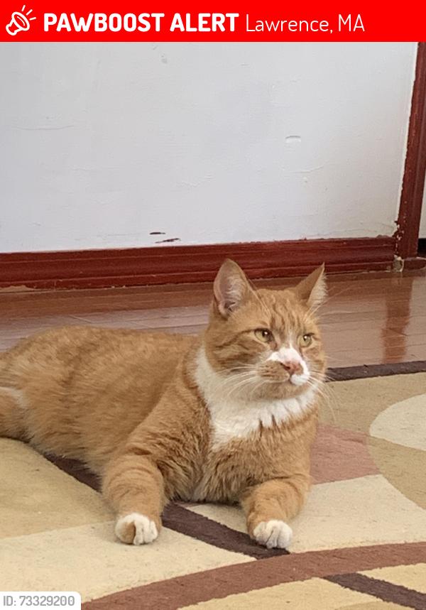 Lost Male Cat last seen Nightingale Court and Water Street, Lawrence, MA 01841