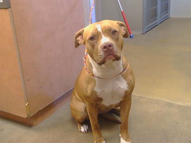Shelter Stray Female Dog last seen DEWEY BL X FRUITRIDGE BL. 95824, 3839 Bradshaw Rd, Sacramento, CA 95827, USA